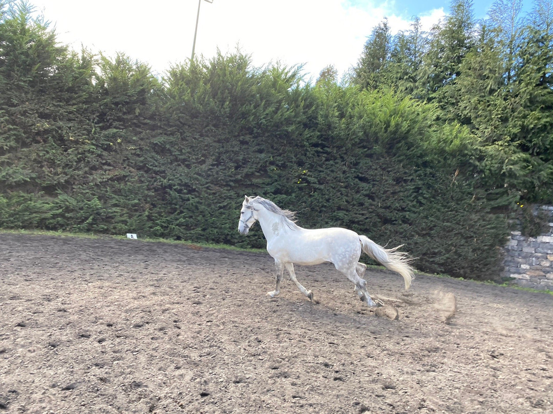 CEM - Clube Equestre da Madeira-Santa Cruz必去景点