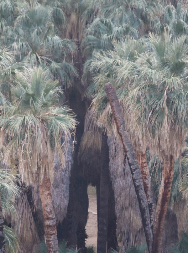 Indian Canyons Hiking Trails-棕榈泉市必去景点