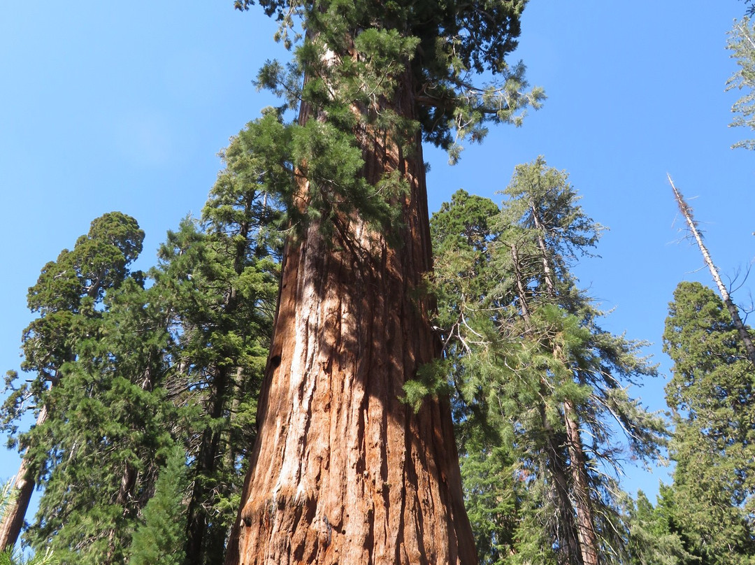 Sequoia and Kings Canyon National Parks-Three Rivers必去景点