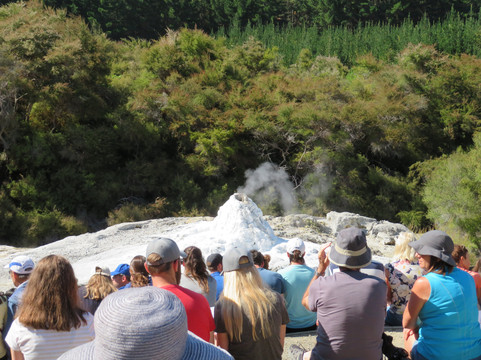 Lady Knox Geyser-罗托鲁瓦必去景点