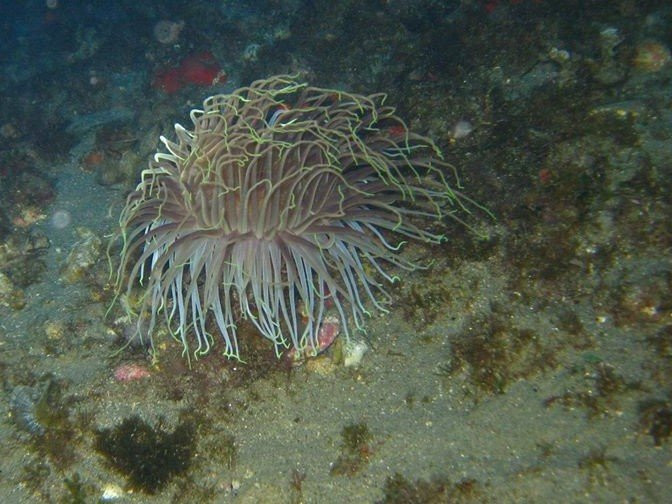 Scilla Diving Center-希拉必去景点