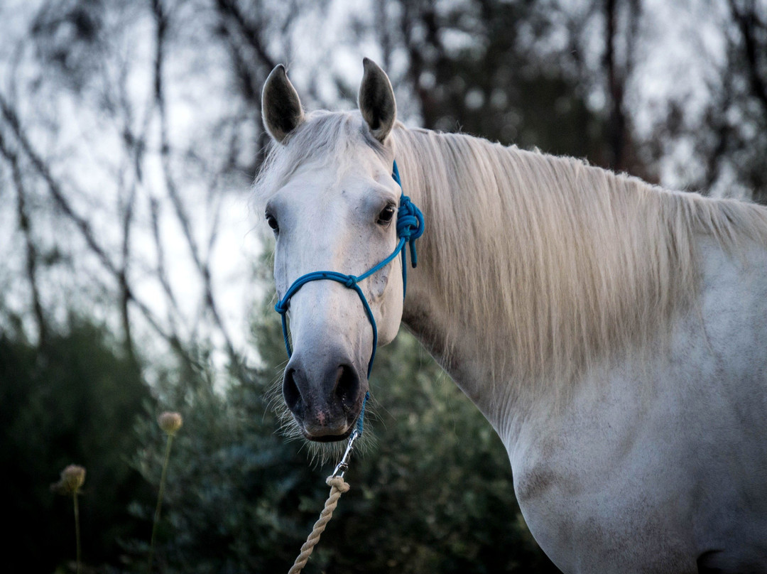 Quinta Lusitânia Riding School景点图片