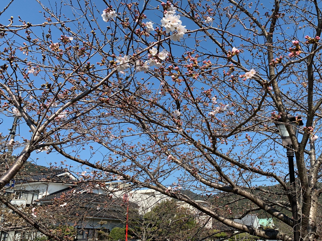 Ichinosaka River Cherry Blossoms景点图片