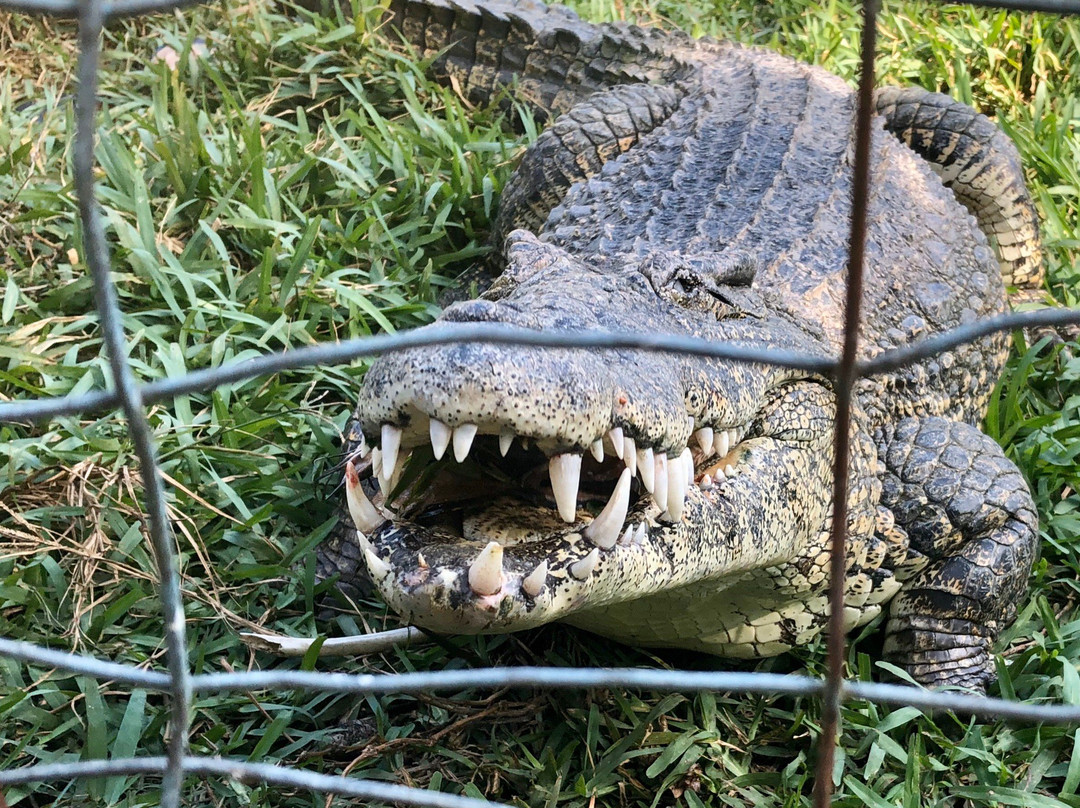 Crocodile Farm景点图片