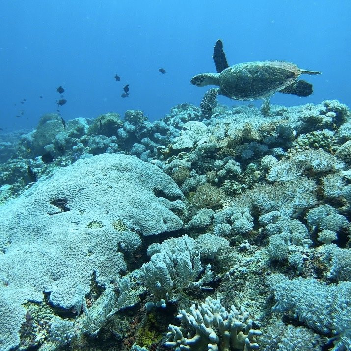 Bira Dive Centre景点图片