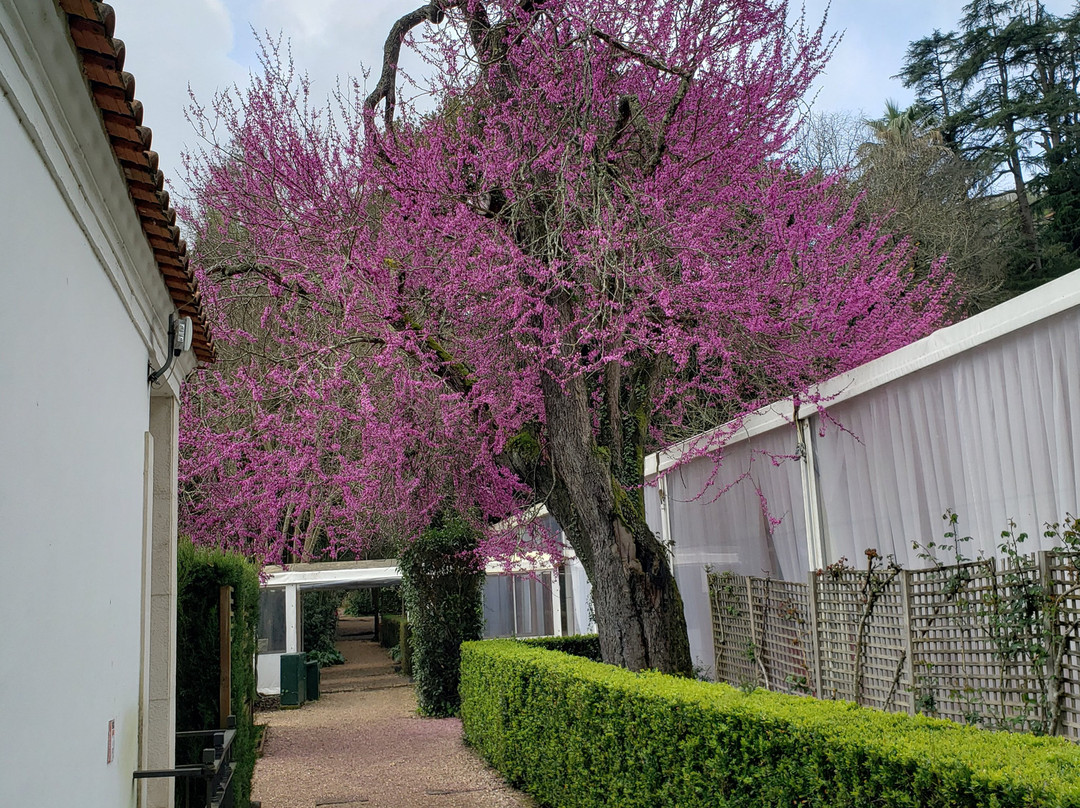 Quinta Das Lagrimas主图