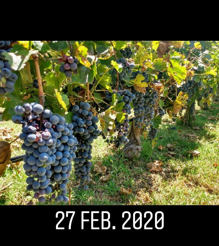 Pulenta Estate Winery-阿格雷洛必去景点