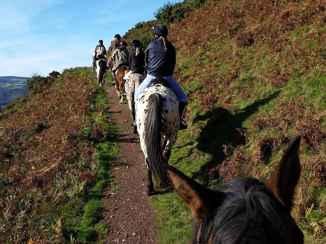 Exmoor Experience景点图片