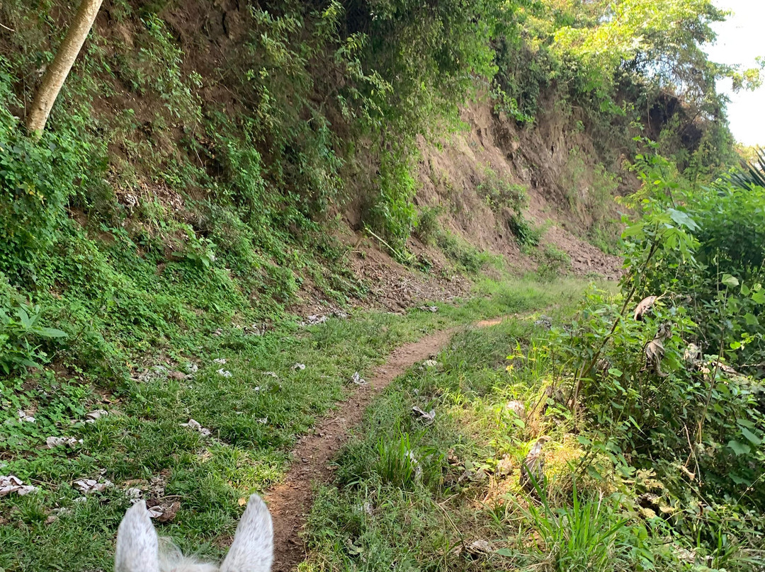 Lo de Marcos Horseback Rides & Adventure Tours景点图片