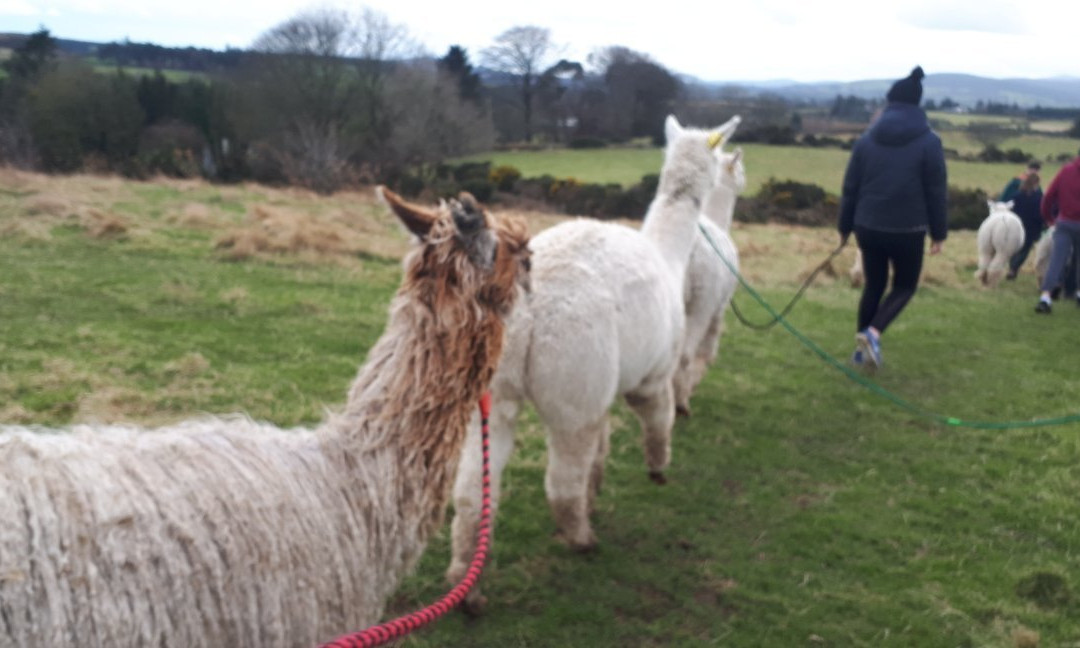 K2Alpacas-Wicklow必去景点