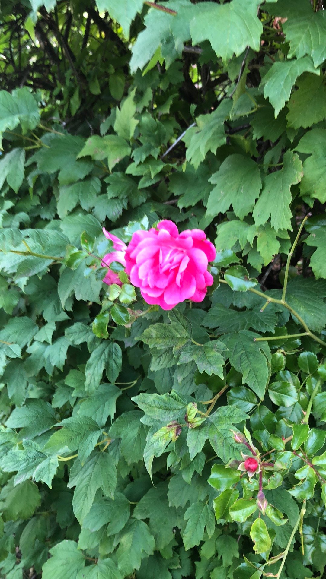 海鸥别墅酒店-官方