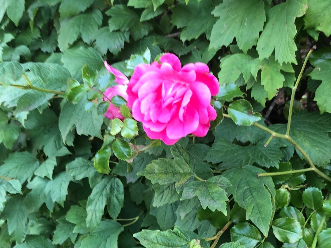 海鸥别墅酒店主图