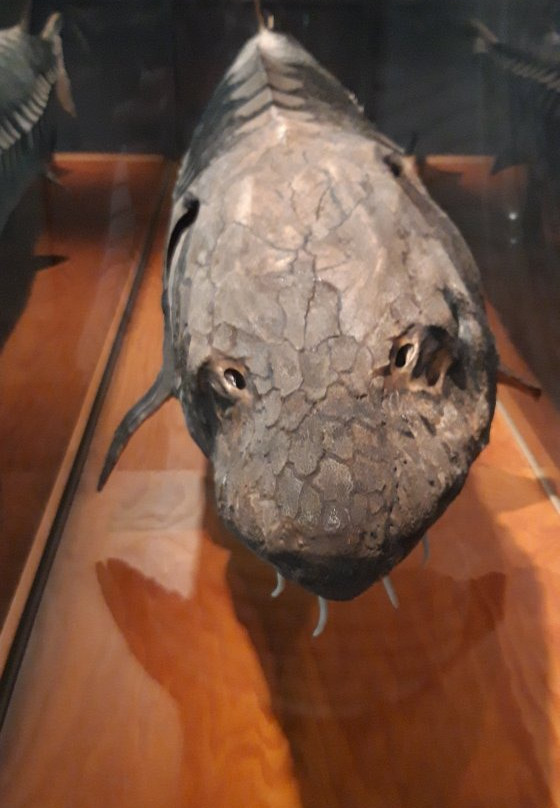 Museum of Masovia景点图片