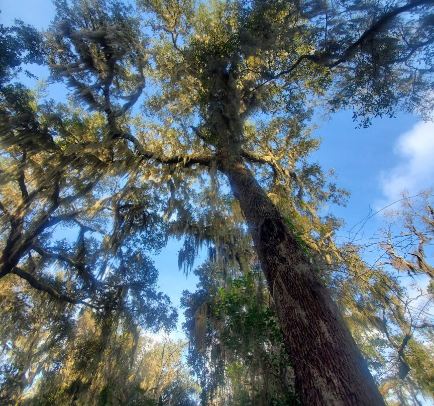 Timucuan Ecological & Historical Preserve景点图片