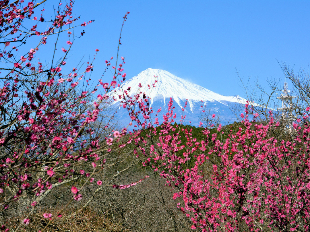 Iwamotoyama Park景点图片