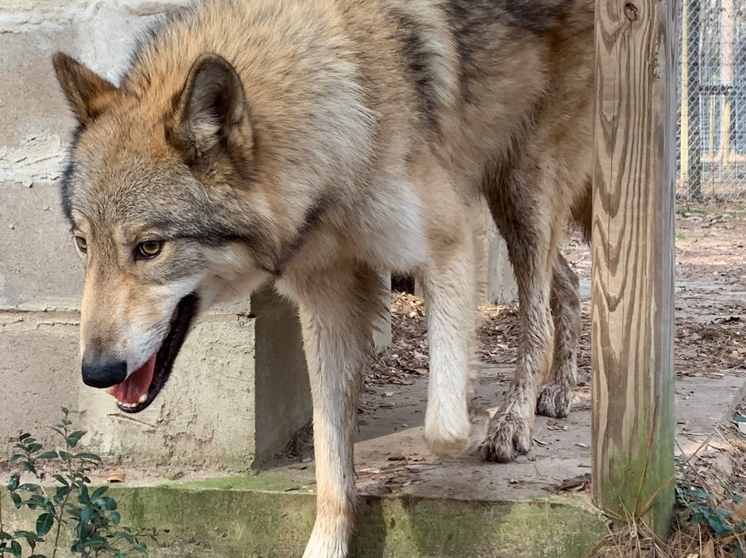 Texas Wolfdog Project景点图片