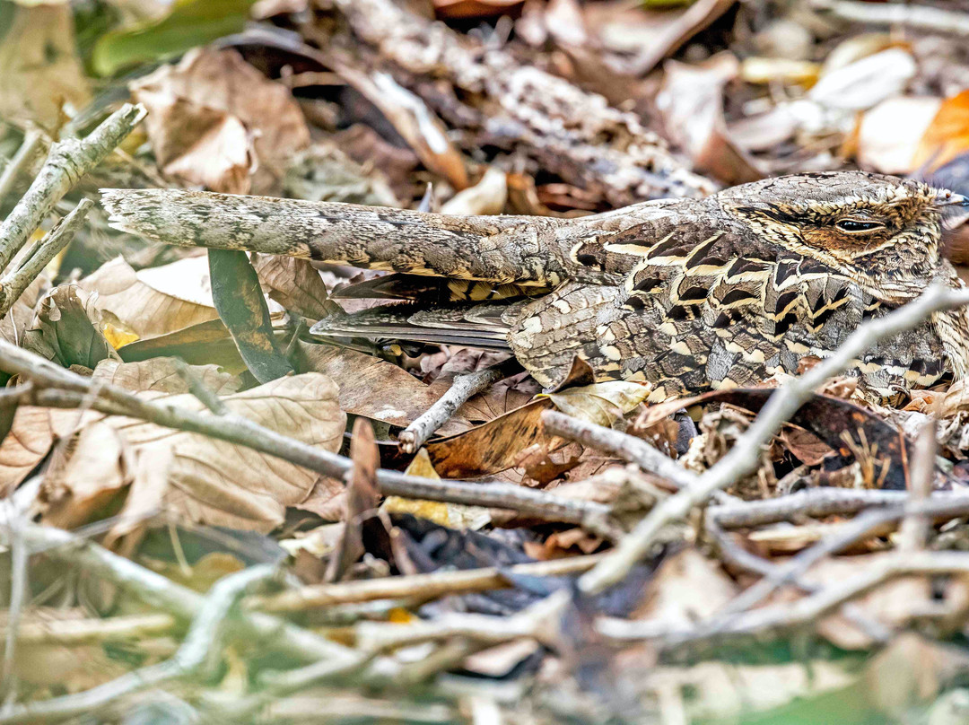 Estero Llano Grande State Park-Weslaco必去景点