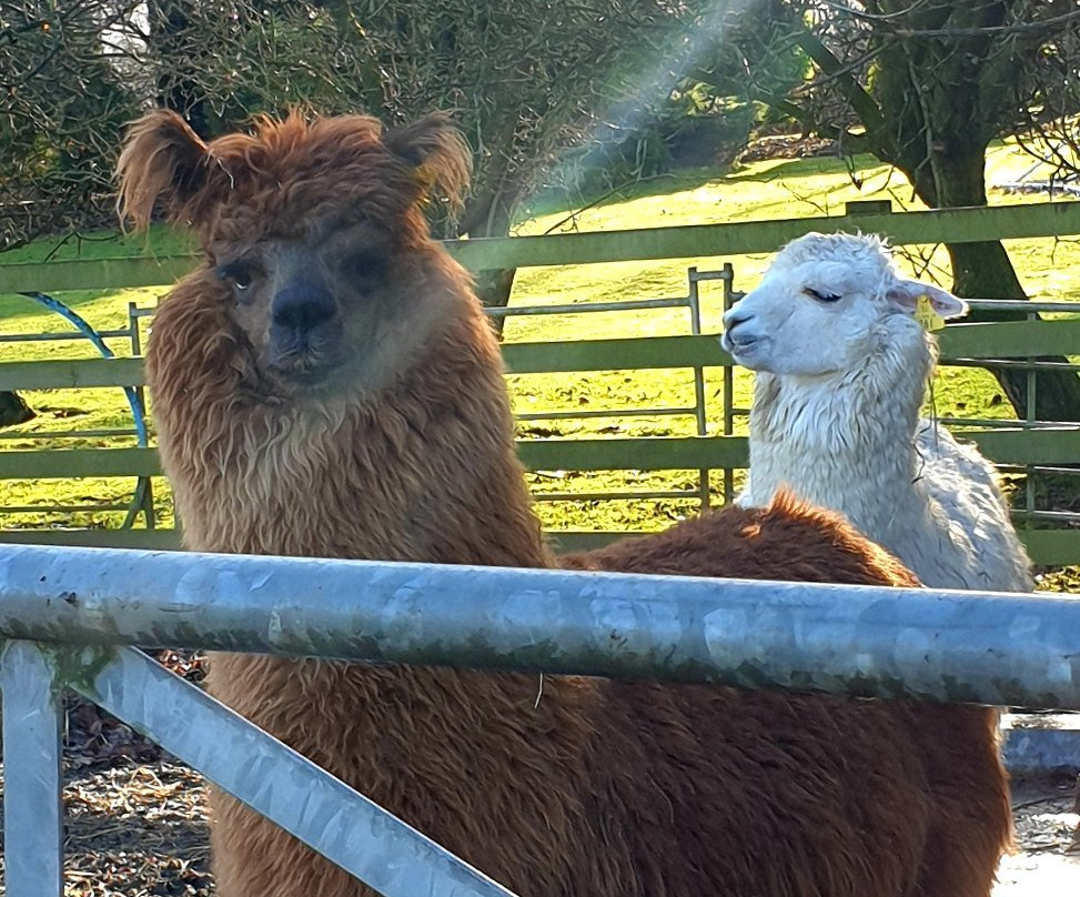 The Alpaca Clothing Company景点图片