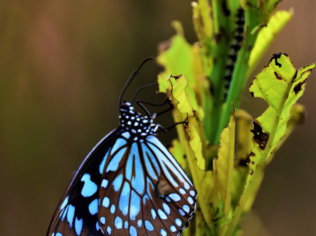 Butterfly park - Ovalekar Wadi景点图片