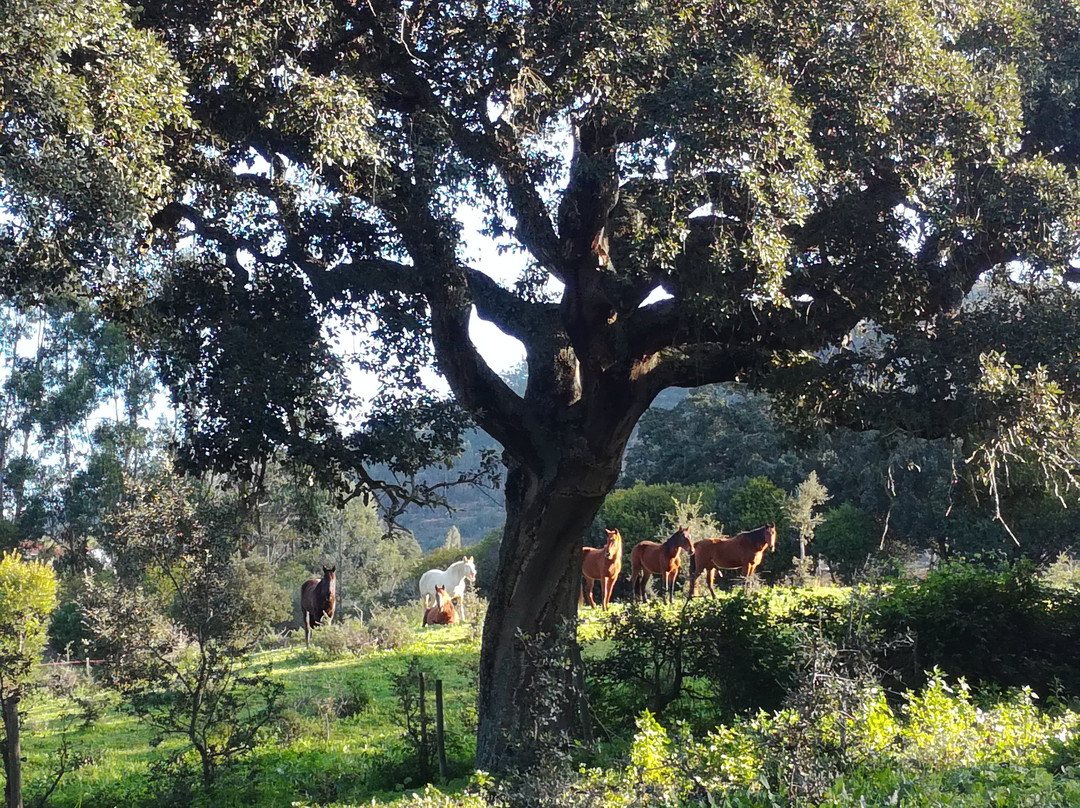 NaturaHorses-Vila Nova de Milfontes必去景点