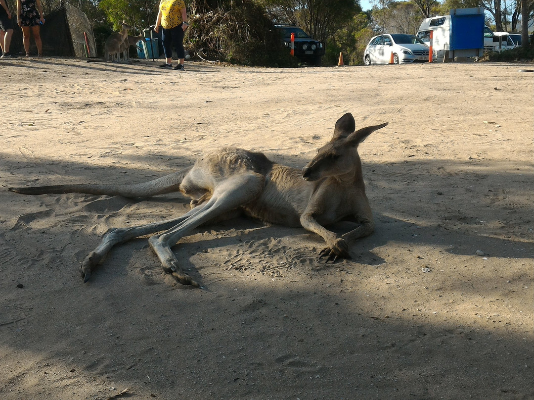 Horizons Kangaroo Sanctuary景点图片