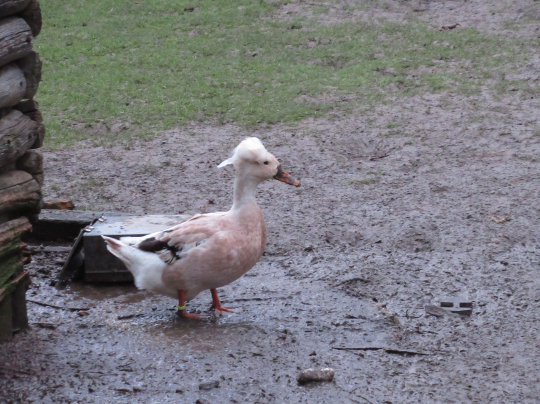 Parc des Gondoles-Choisy-le-roi必去景点