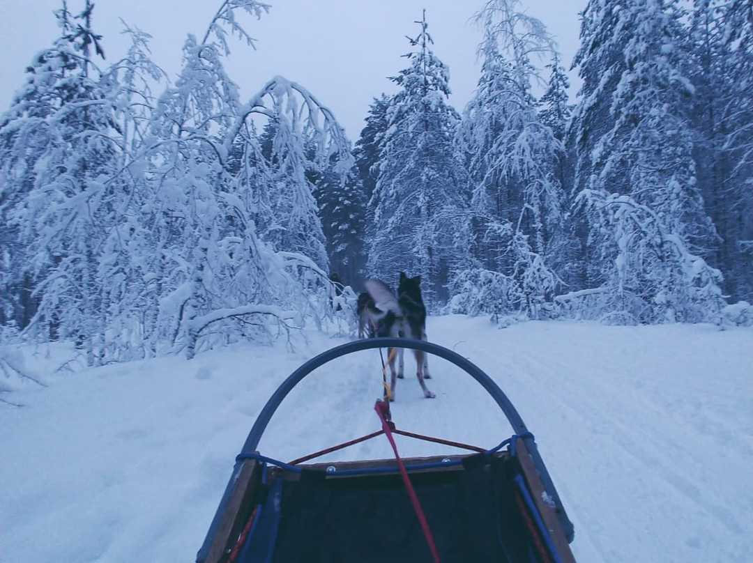 Nordic Husky Tour景点图片