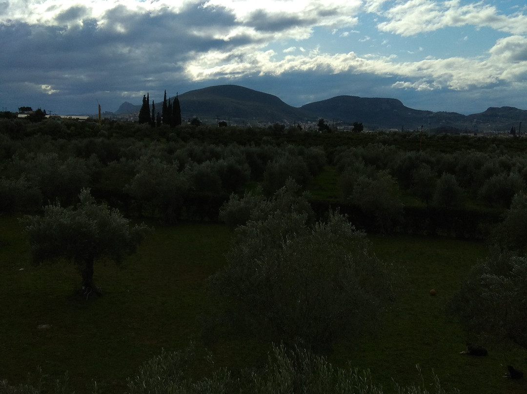 Agroktima Elia主图