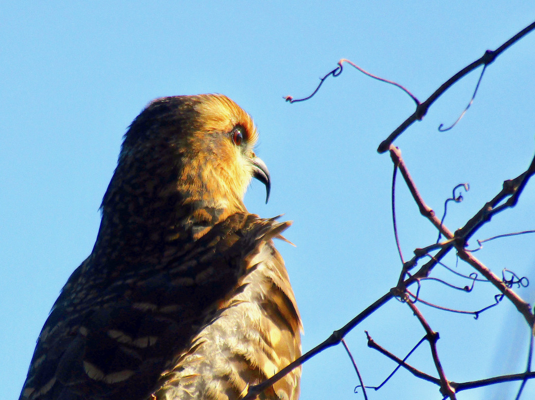 La Chua Trail-盖恩斯维尔必去景点