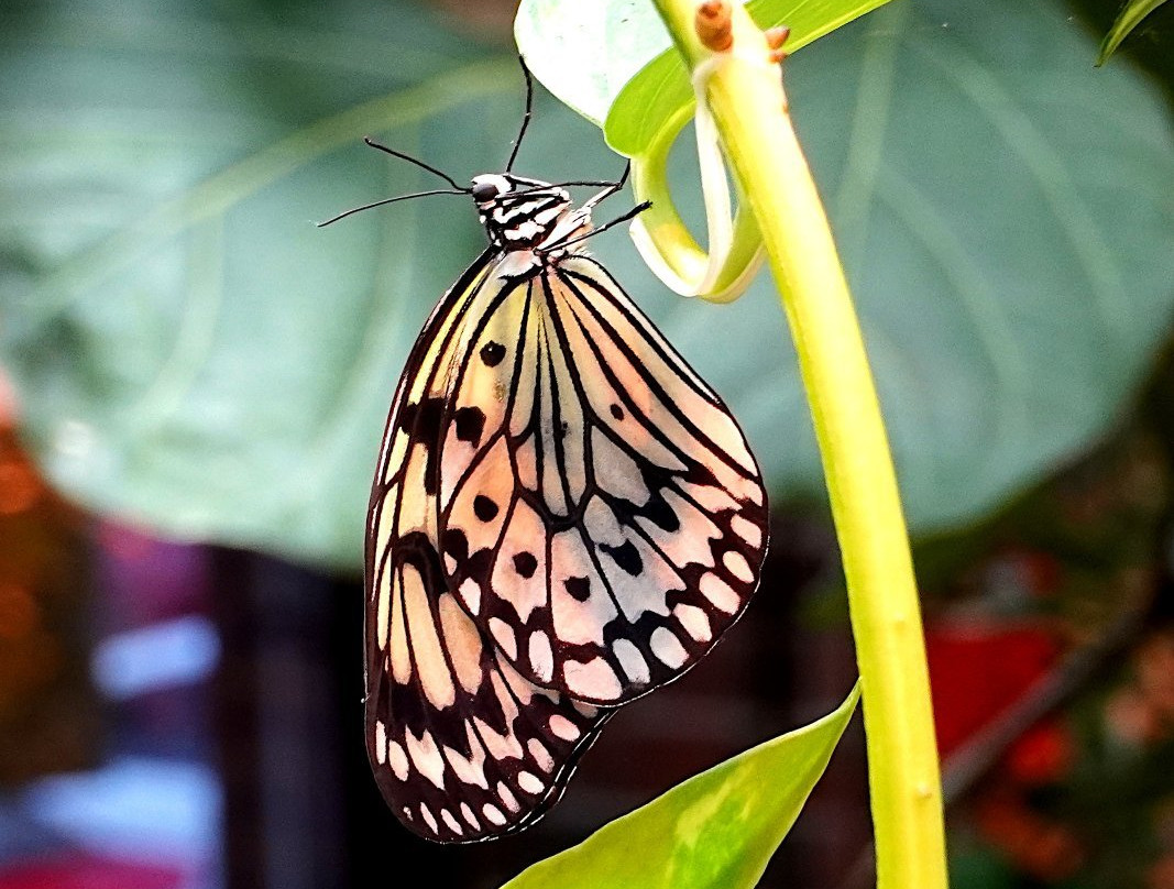 Tropical Butterflies Garden Mindo景点图片
