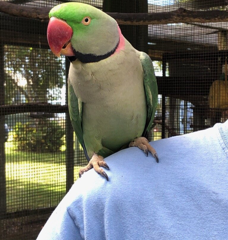 Parrots in Paradise Sanctuary-基亚拉凯库亚必去景点