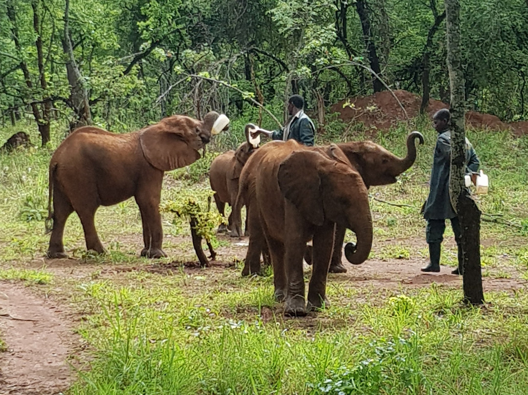 Lilayi Elephant Nursery景点图片