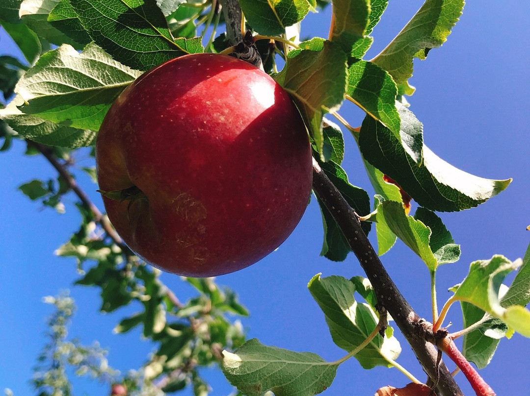 Nitori Kanko Fruits Farm-余市町必去景点