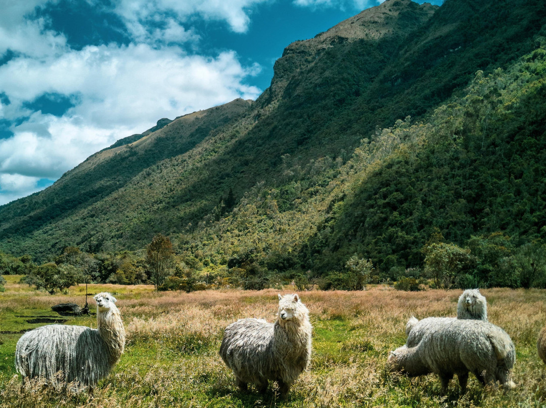 Marc King-昆卡必去景点