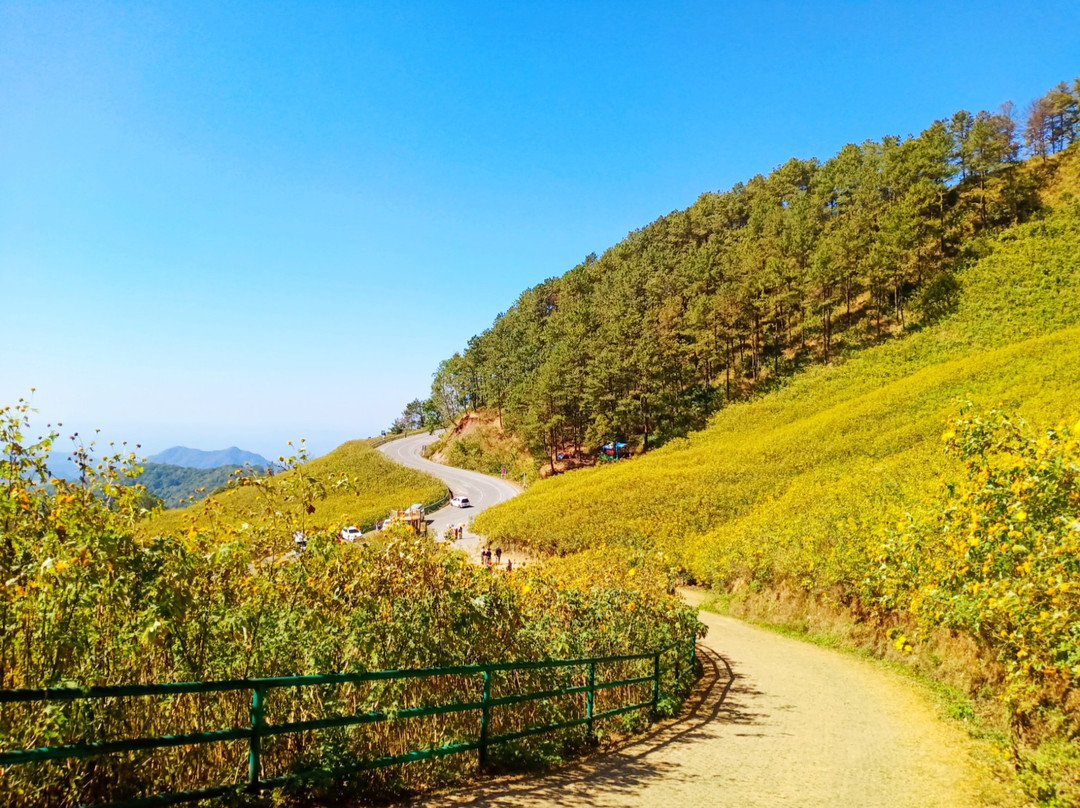 Tung Bua Tong Forest Park Doi Mae Mae Ukho景点图片