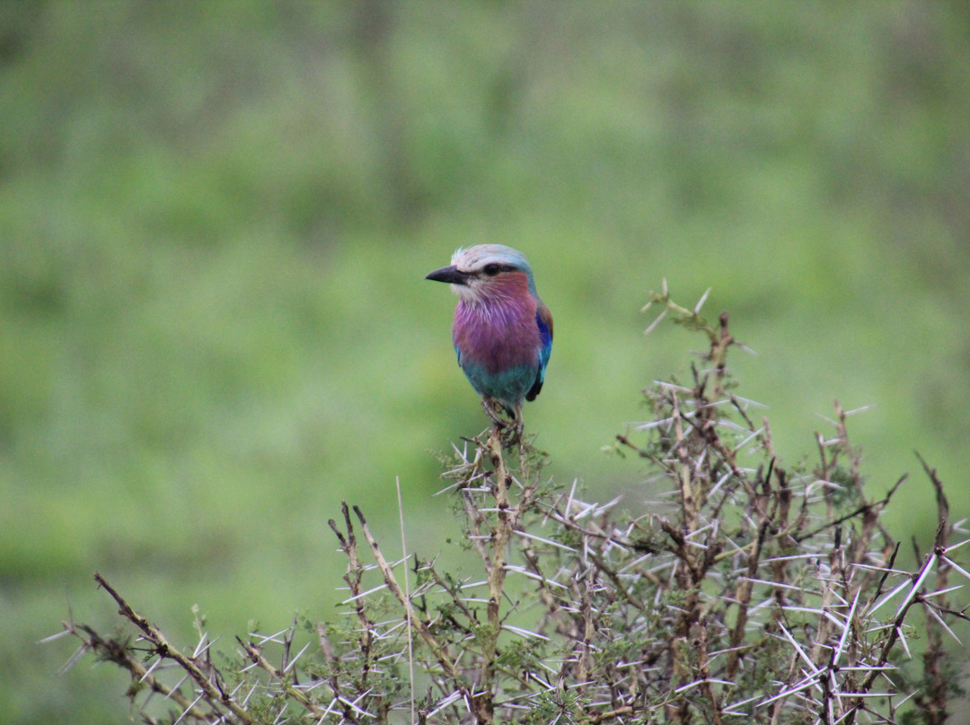 Safaris Partners-莫洛哥罗必去景点