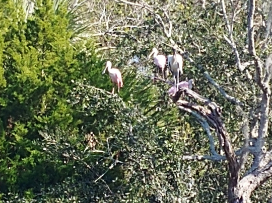 Captain Rick's Fishing Charters-Yankeetown必去景点