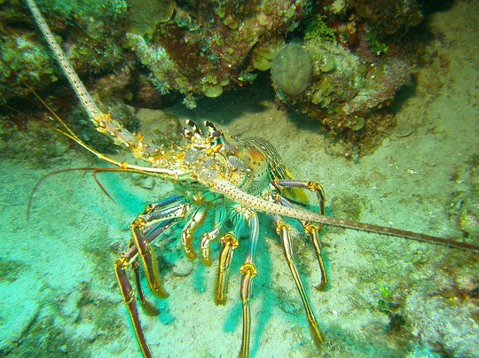 Wall to Wall Diving-七哩滩必去景点