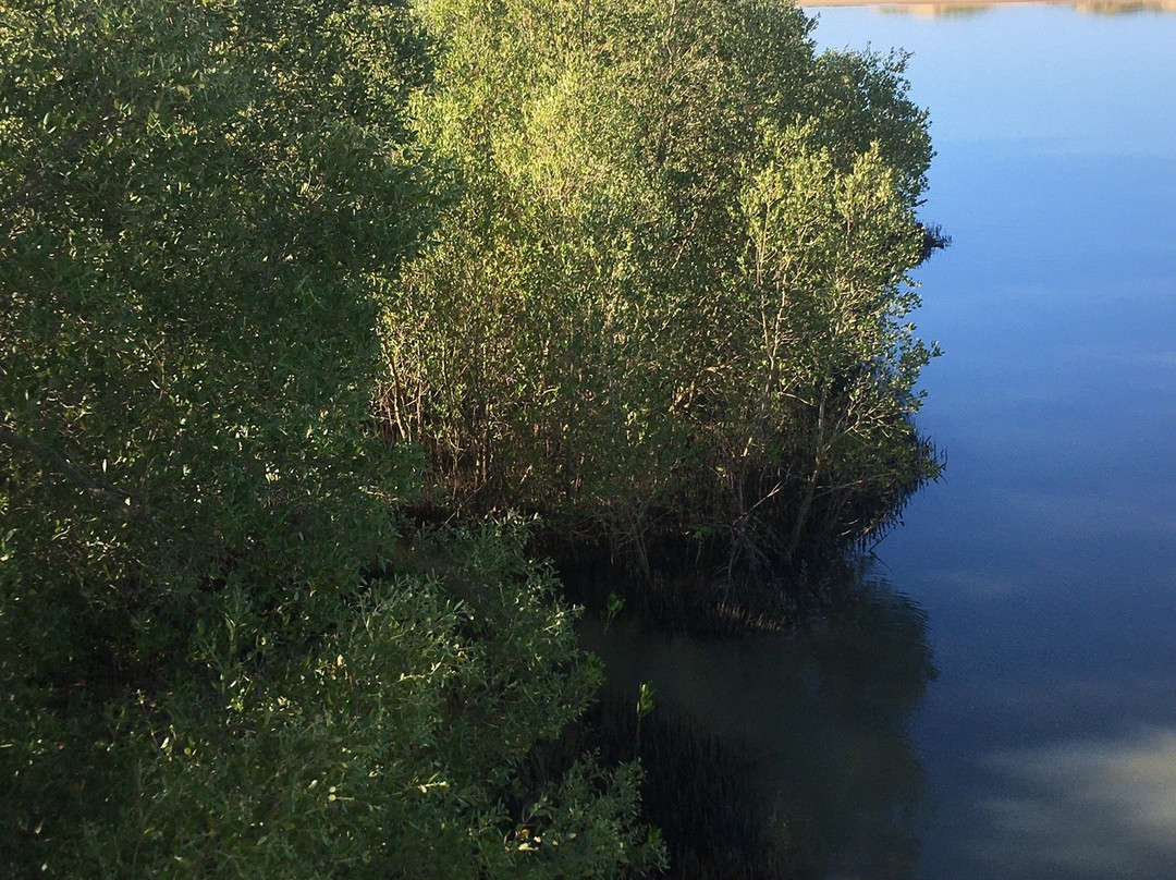 Honko Community-Based Mangrove Reserve景点图片