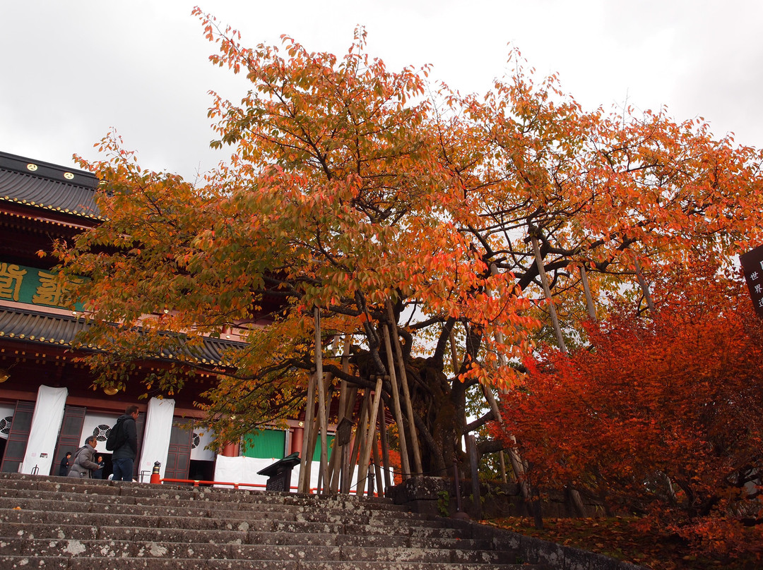 Kongozakura-日光市必去景点