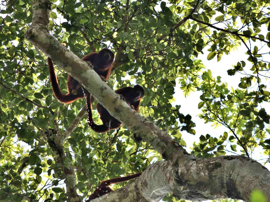 Madidi Expeditions - One Day Private Tours景点图片