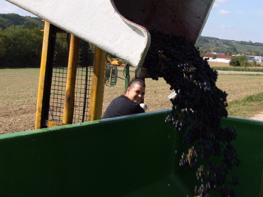 Weingut Kreglinger景点图片