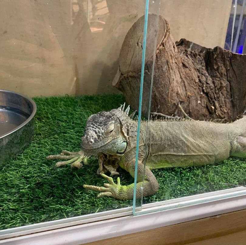Lizards Land景点图片