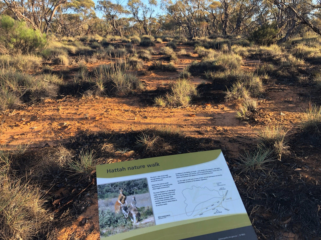 Hattah Nature Walk-Ouyen必去景点