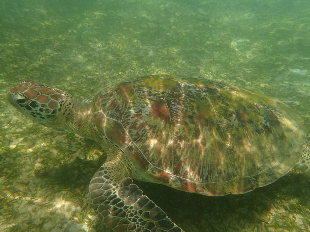 Sea Star Mirissa景点图片