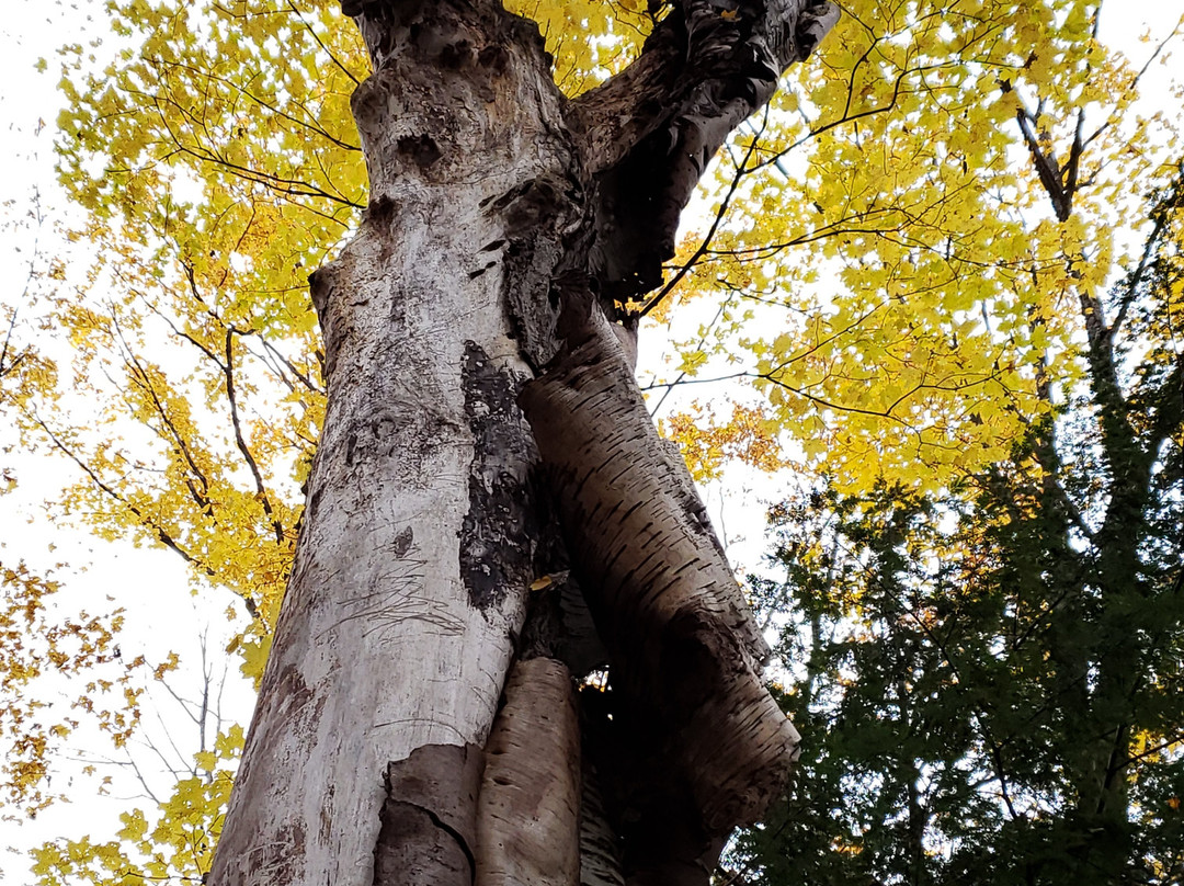 Aspen Park景点图片