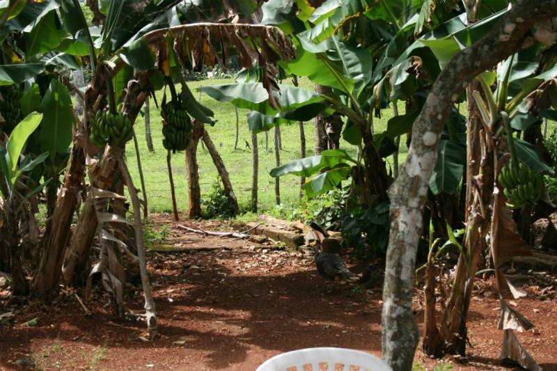 Brianda Jeep Safari Day Tours-Rio San Juan必去景点