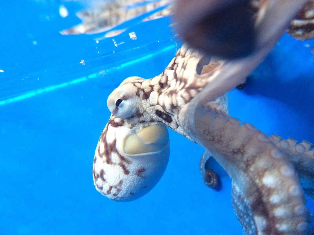 Kanaloa Octopus Farm景点图片