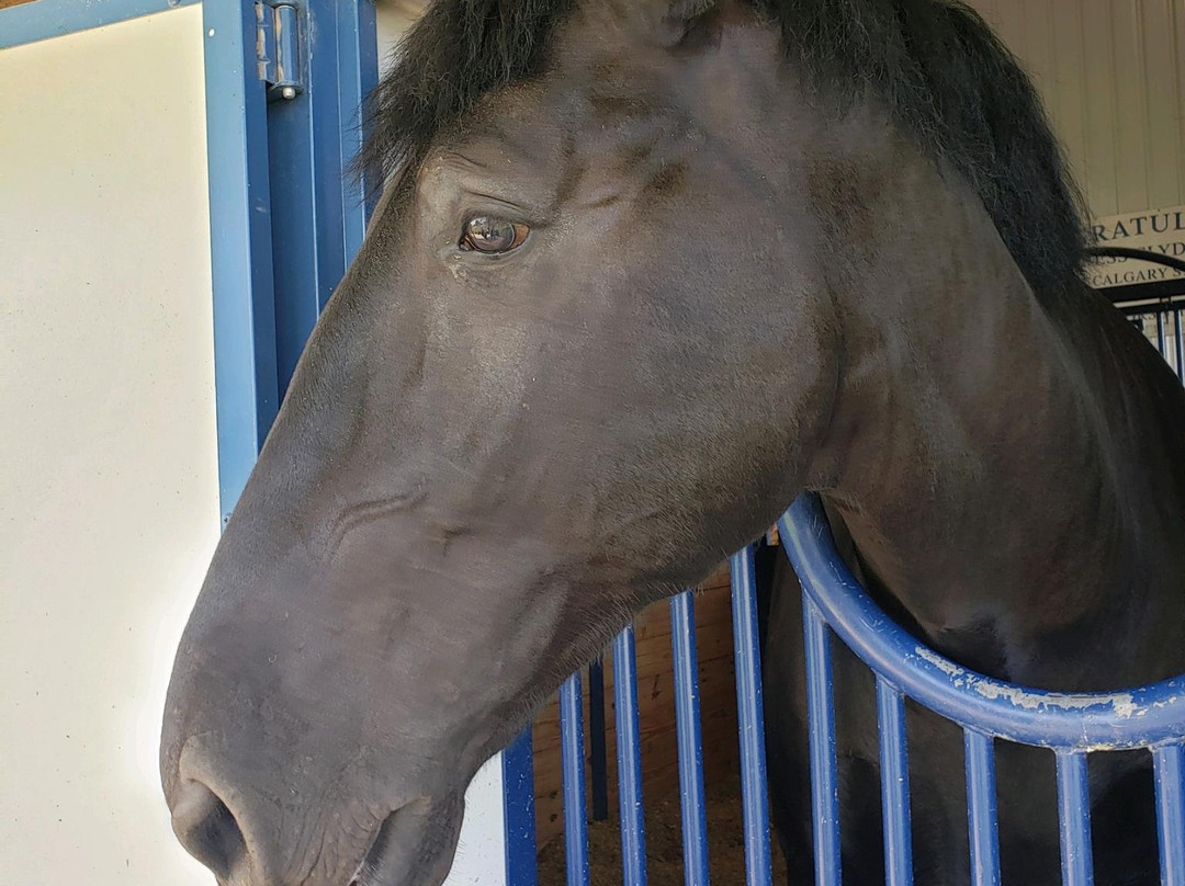 Express Clydesdales-育空必去景点