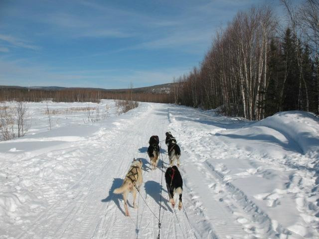 Sun Dog Express Dog Sled Tours - Day Tours景点图片